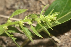 Blitum virgatum