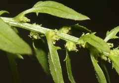 Blitum virgatum