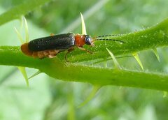 Cantharis flavilabris