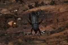 Mitoplinthus caliginosus