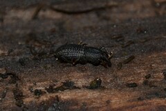 Mitoplinthus caliginosus