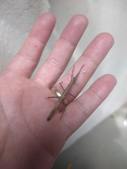 Pygirhynchus toledopizai