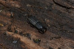 Mitoplinthus caliginosus