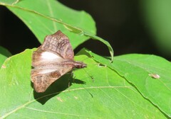 Theagenes aegides