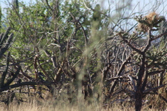 Campylorhynchus brunneicapillus