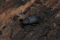 Mitoplinthus caliginosus