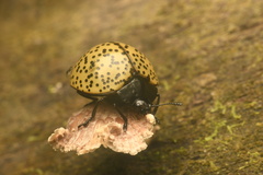 Aegithus burmeisteri