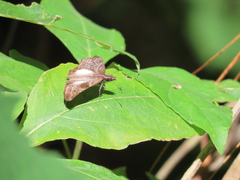 Theagenes aegides