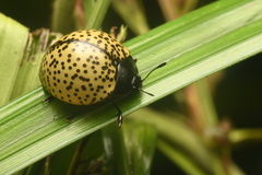 Aegithus burmeisteri