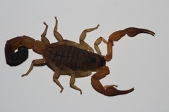 Rhopalurus laticauda