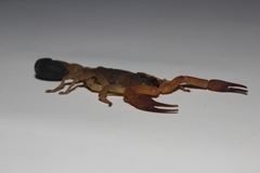 Rhopalurus laticauda