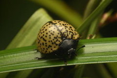 Aegithus burmeisteri