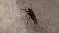 Phorinae