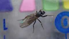 Phorinae