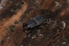 Mitoplinthus caliginosus