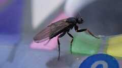Phorinae