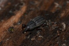 Mitoplinthus caliginosus
