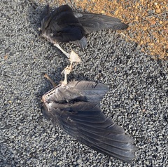 Calyptorhynchus banksii