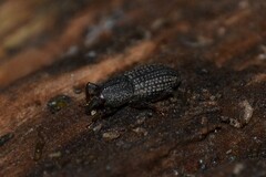 Mitoplinthus caliginosus