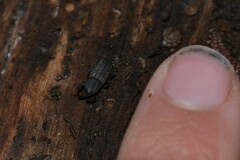 Mitoplinthus caliginosus