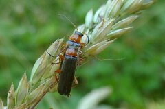 Cantharis nigra