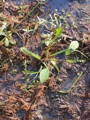 Sagittaria platyphylla