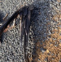 Calyptorhynchus banksii