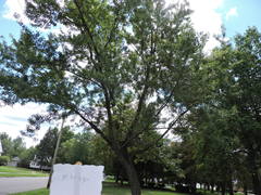 Acer saccharinum