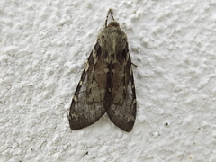 Pseudohemihyalea labecula