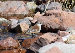 Cinclodes atacamensis