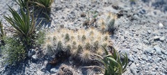 Echinocereus stramineus
