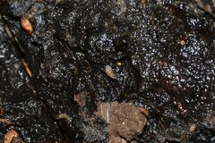 Carychium tridentatum