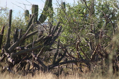 Campylorhynchus brunneicapillus