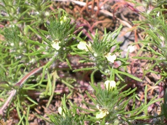 Ajuga chamaepitys
