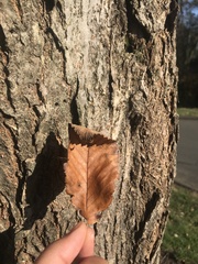 Ulmus rubra