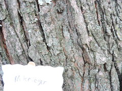 Acer saccharinum