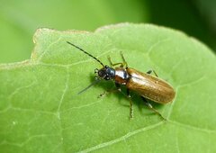 Rhagonycha nigriventris