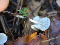 Hemimycena lactea