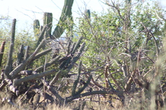 Campylorhynchus brunneicapillus