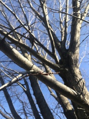 Ulmus rubra