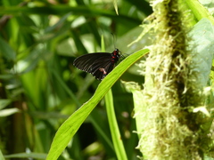 Parides