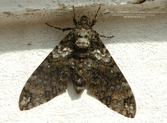 Manduca corallina