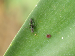 Pseudomyrmex gracilis