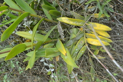 Epidendrum