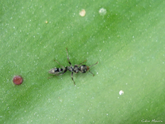 Pseudomyrmex gracilis