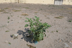 Datura metel