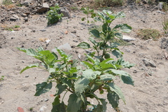 Datura metel