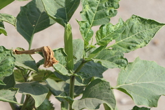 Datura metel