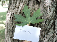 Acer saccharinum