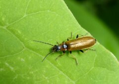 Rhagonycha nigriventris